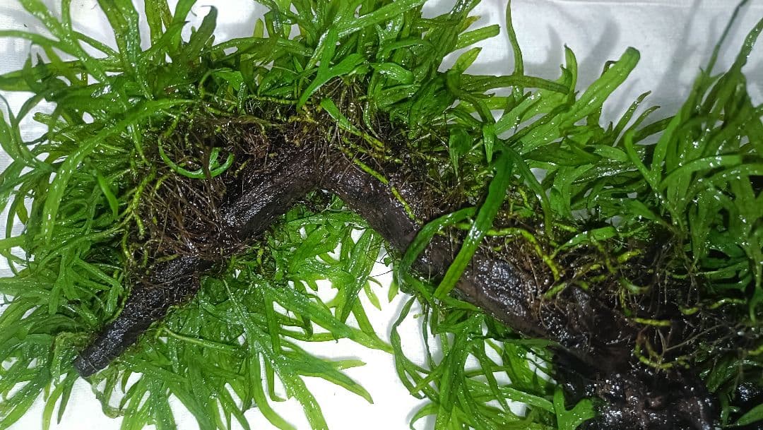 ミクロソリウム　サラワクカピット