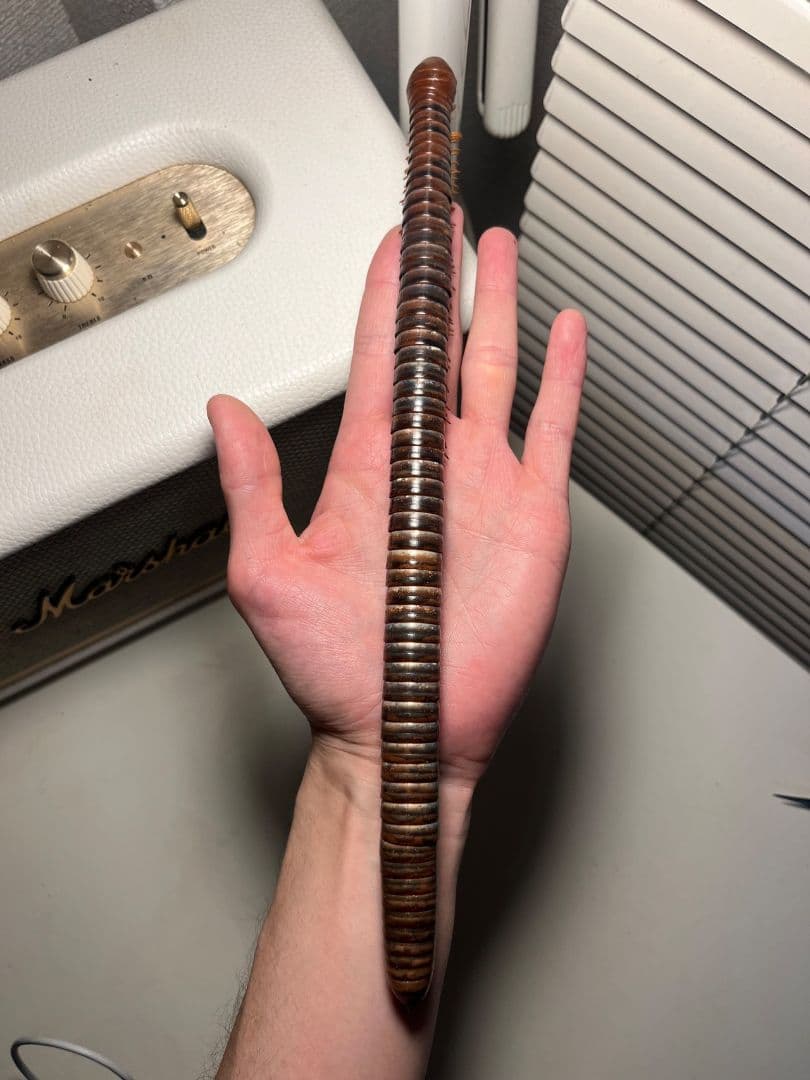 【超特大】ベトナムオオヤスデの標本 昆虫標本 タランチュラ ムカデ センチピード