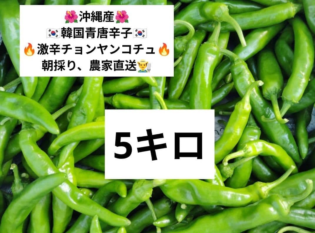 朝採り☆韓国青唐辛子☆激辛チョンヤンコチュ☆5キロ☆農家直送