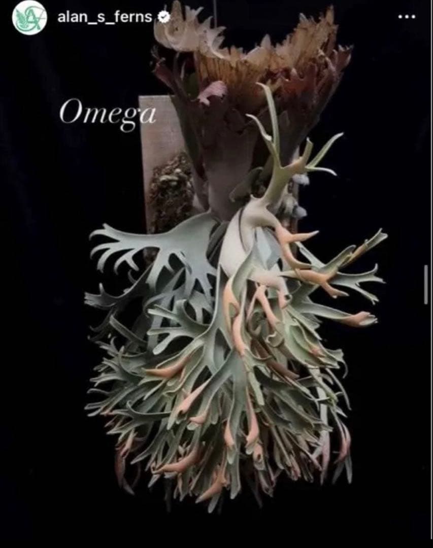 オメガ　シュプール　　セット