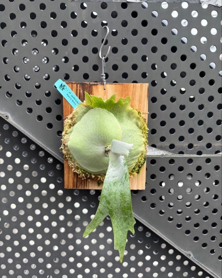 オメガ　シュプール　　セット