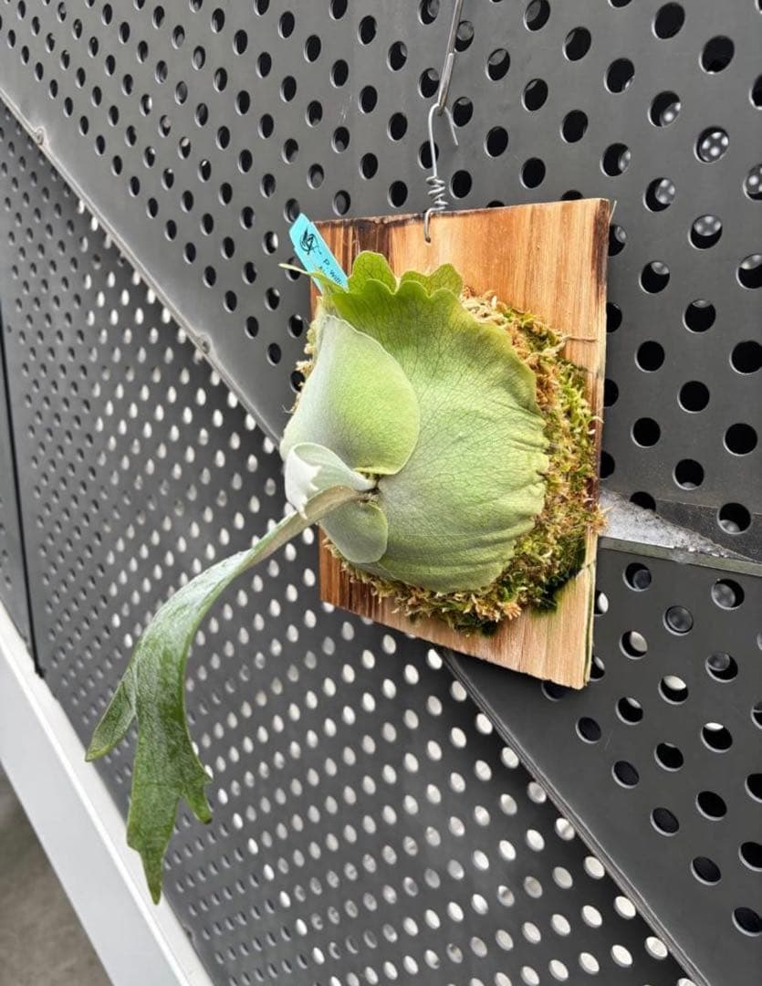 オメガ　シュプール　　セット