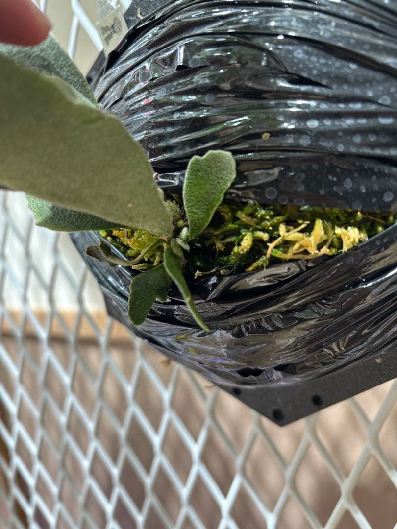 オメガ　シュプール　　セット