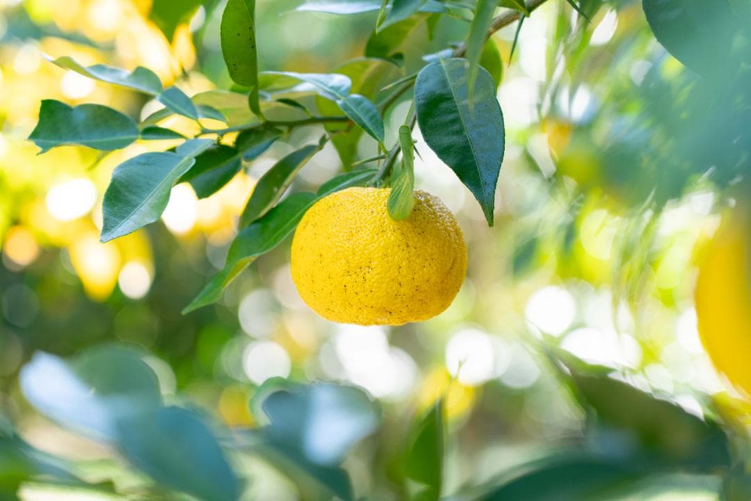 ①kenynares高知県産本柚子約20kg（20/60）