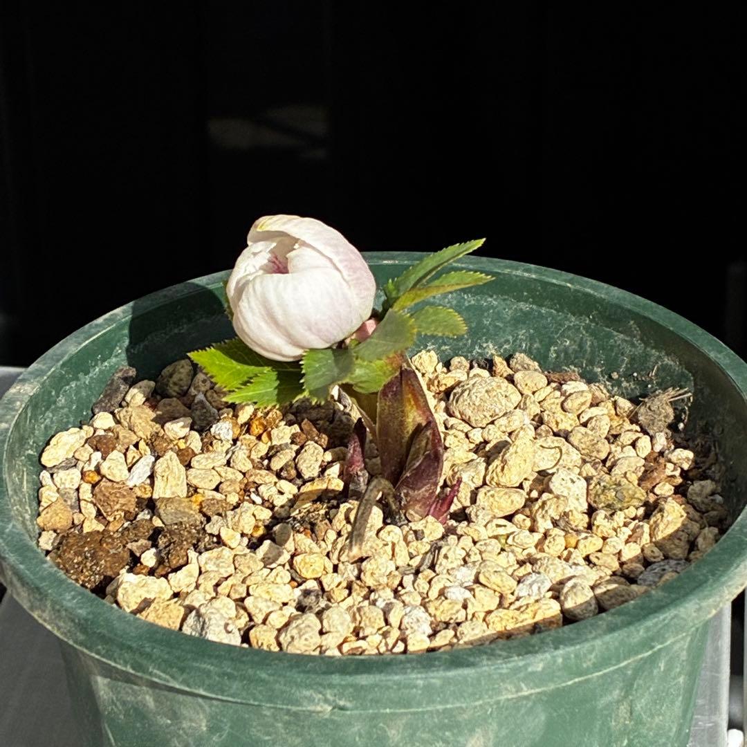 ガ*ル様 3499❤️超希少❤️コロコロ❤️小輪❤️☘️蕾花、タグ付き☘️⭐️ヨ