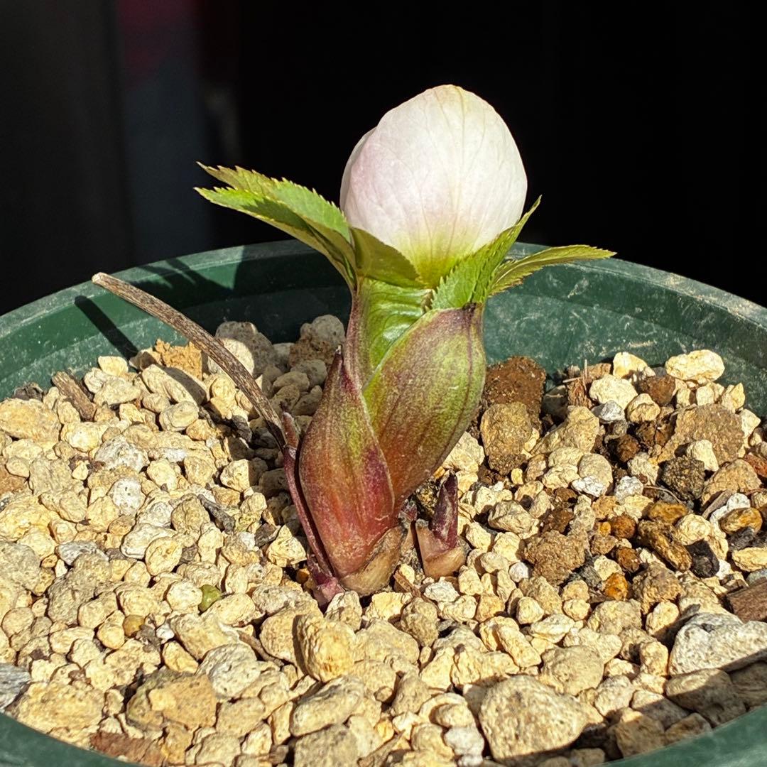 ガ*ル様 3499❤️超希少❤️コロコロ❤️小輪❤️☘️蕾花、タグ付き☘️⭐️ヨ