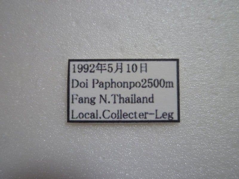 【外国産蝶標本】テングアゲハ♀/タイ.ファン産/89mm