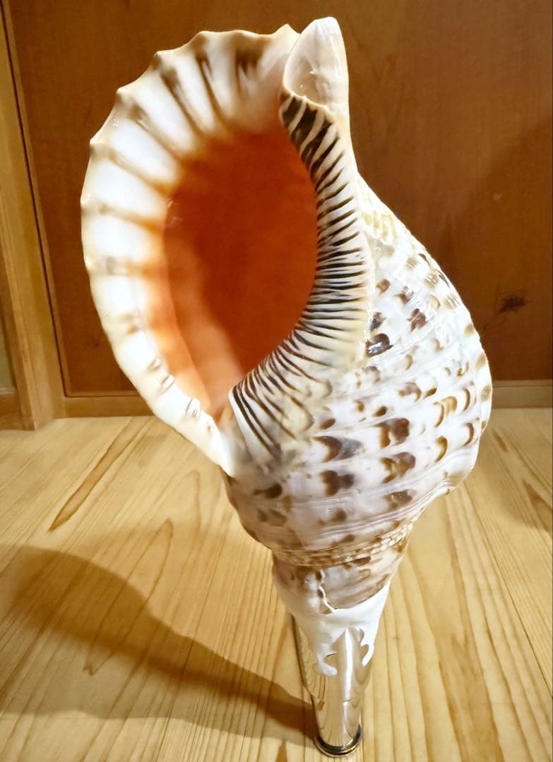 修験道法螺貝35㎝　山伏　密教　魔除け　熊よけ❣️ホラガイ　ほら貝