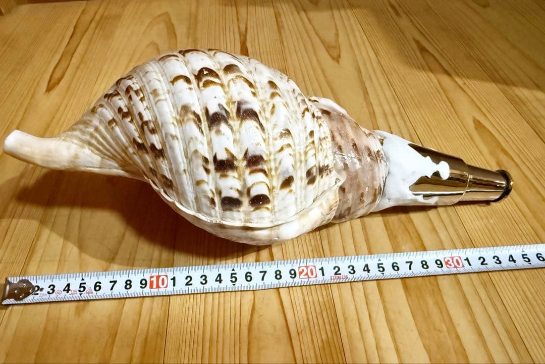 修験道法螺貝35㎝　山伏　密教　魔除け　熊よけ❣️ホラガイ　ほら貝