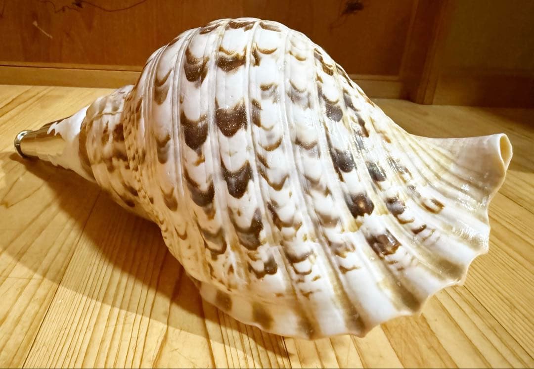 修験道法螺貝35㎝　山伏　密教　魔除け　熊よけ❣️ホラガイ　ほら貝