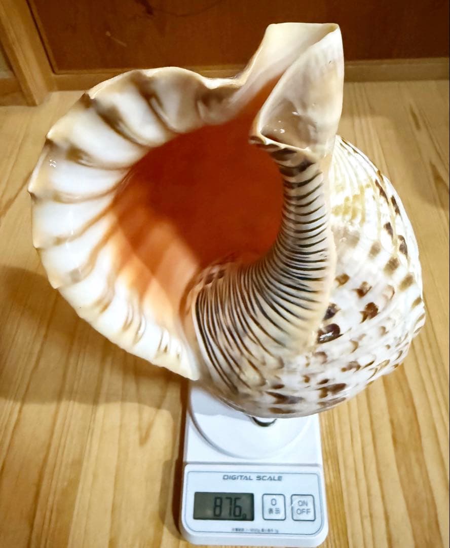 修験道法螺貝35㎝　山伏　密教　魔除け　熊よけ❣️ホラガイ　ほら貝