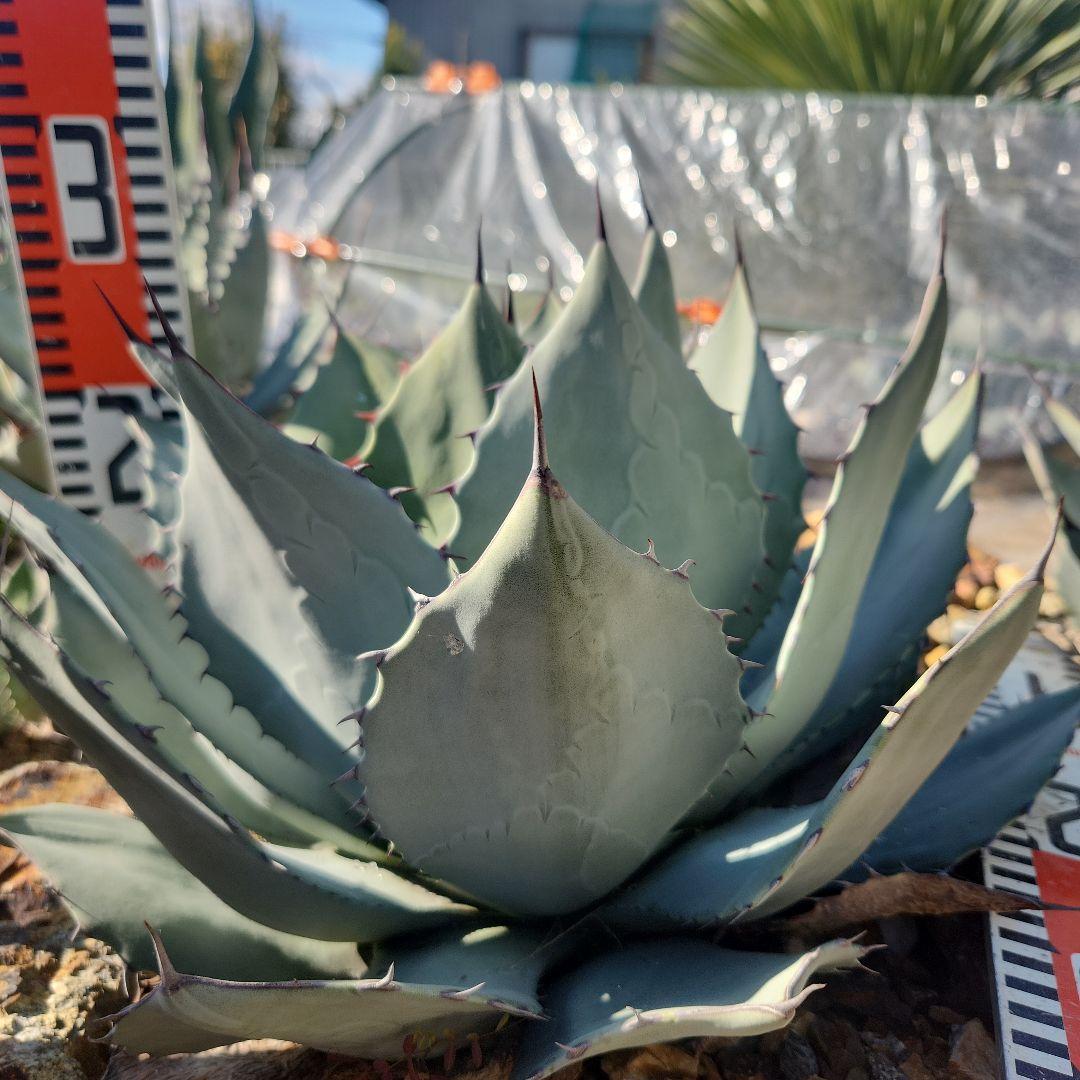 アガベ・パリートランカータ