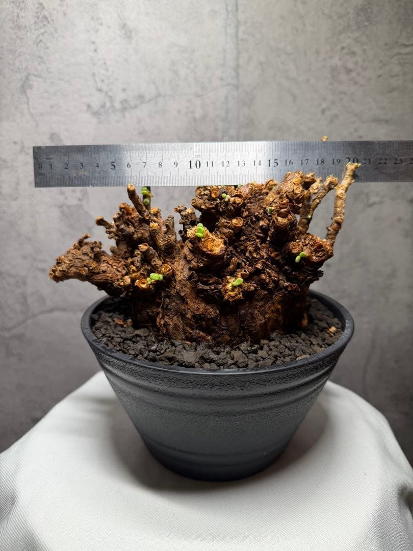 【特大株】ケラリア ピグマエア　発根確認済