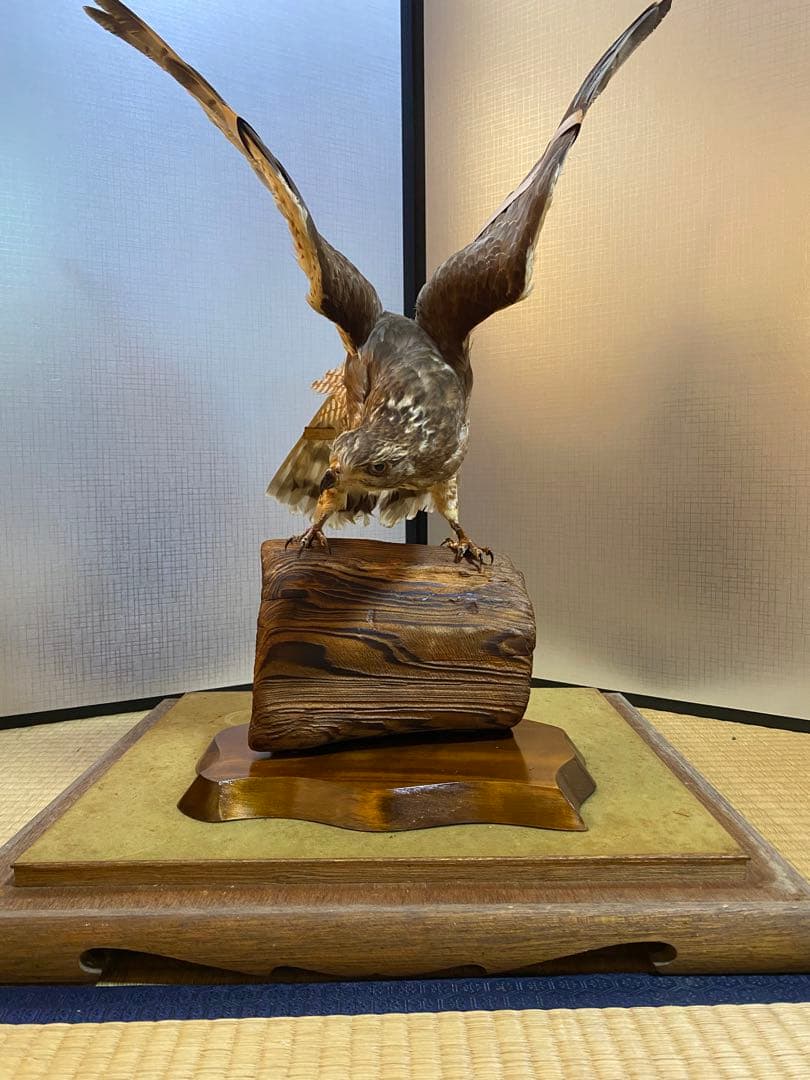 【きよ】鷹　剥製