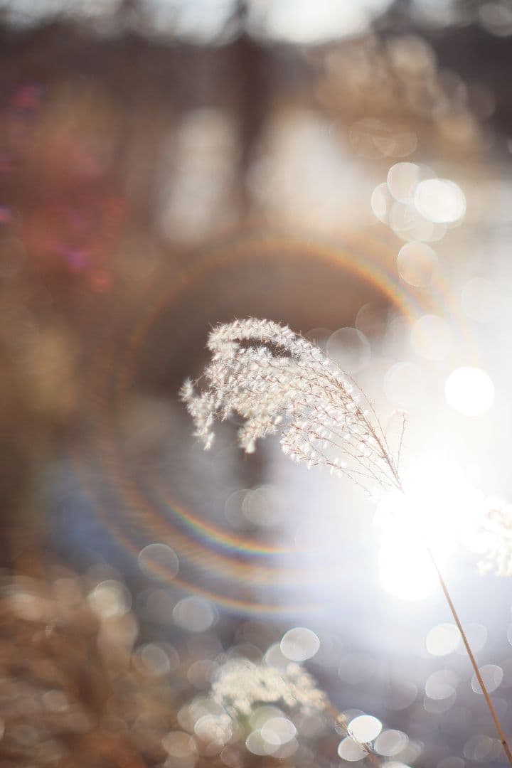 Super-Takumar 55mm F1.8 後期型 S/N：4363648