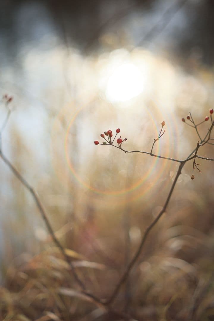 Super-Takumar 55mm F1.8 後期型 S/N：4363648