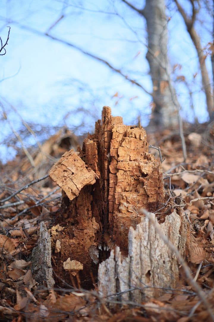 Super-Takumar 55mm F1.8 後期型 S/N：4363648