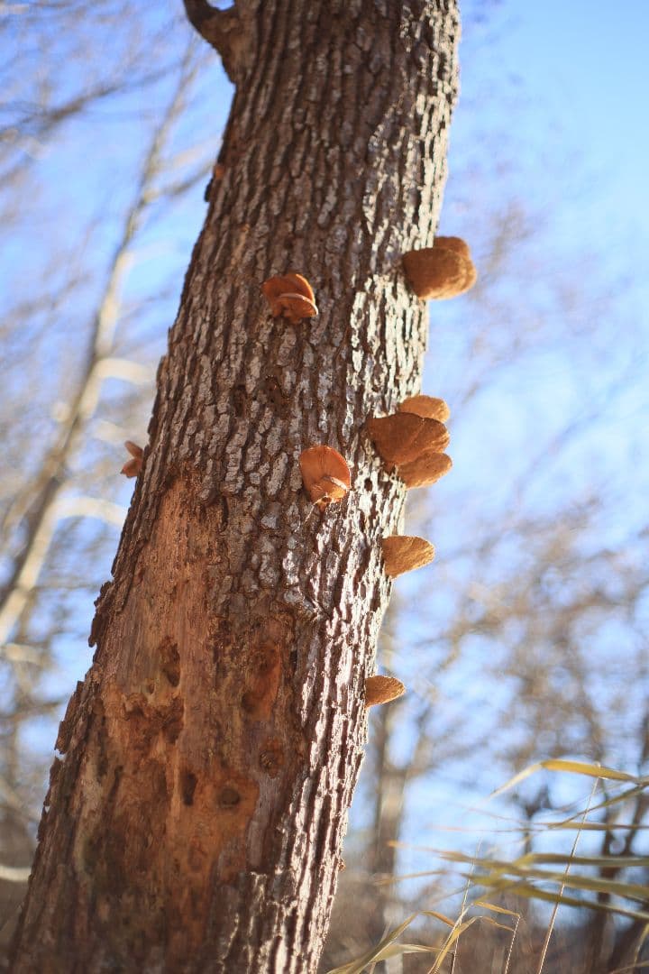 Super-Takumar 55mm F1.8 後期型 S/N：4363648