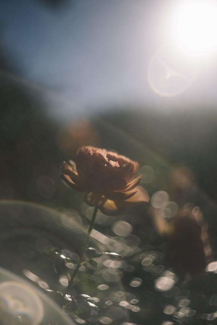 光が滲むライカの癖玉！Leica Summar 50mm f2 オールドレンズ