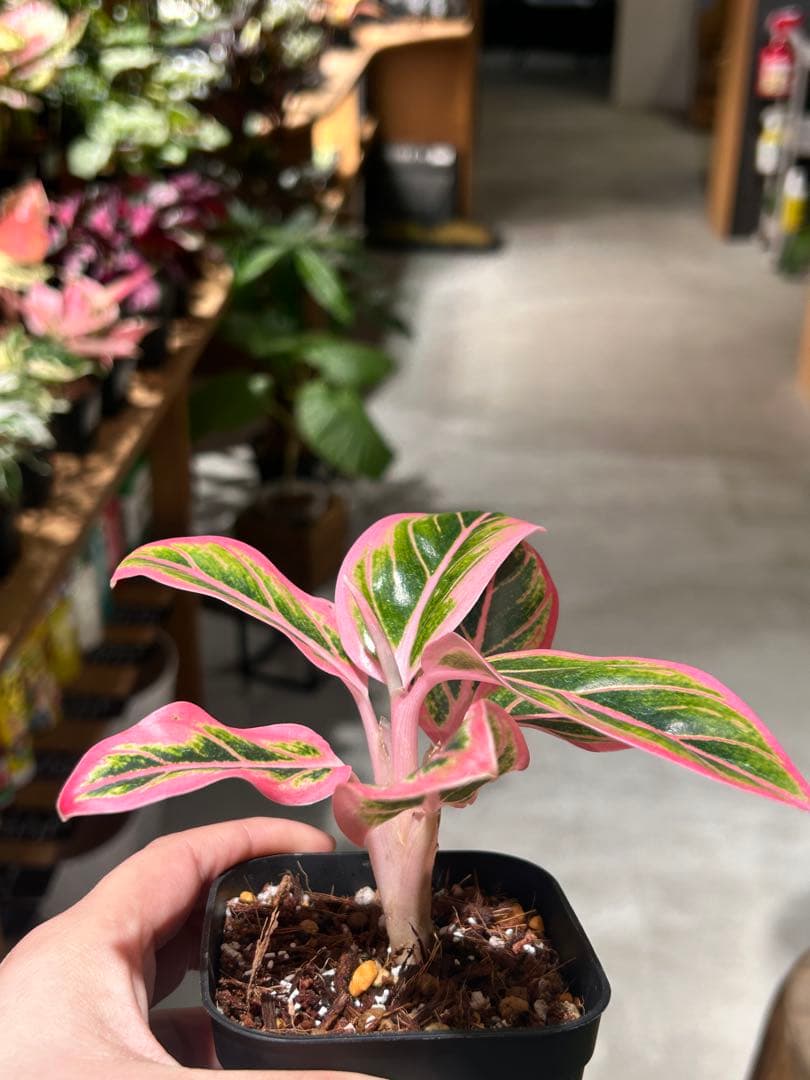 アグラオネマ　ロータスディライト