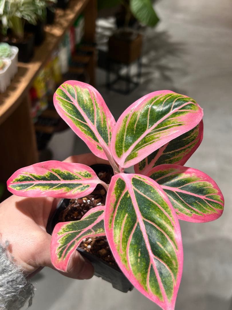 アグラオネマ　ロータスディライト