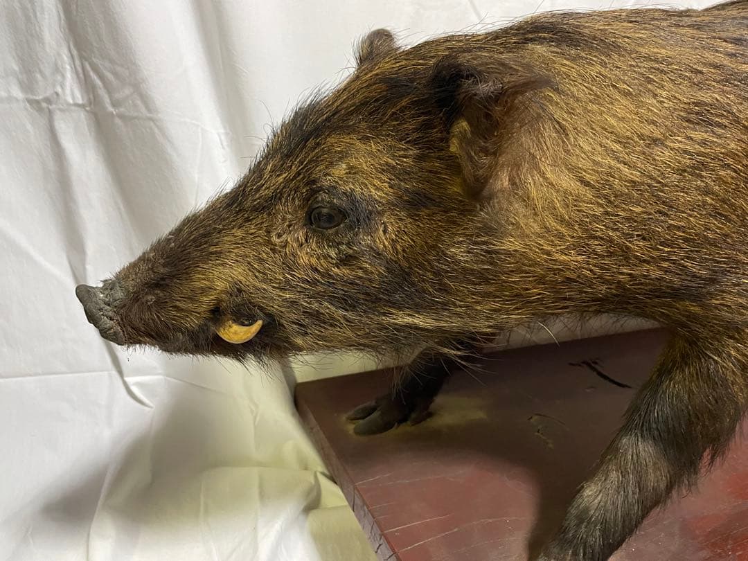 秀ちゃん　イノシシ　剥製