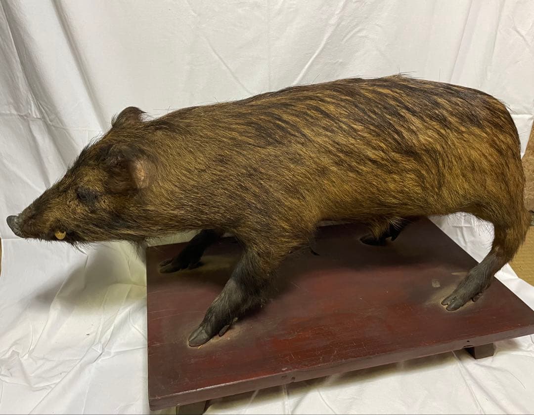 秀ちゃん　イノシシ　剥製