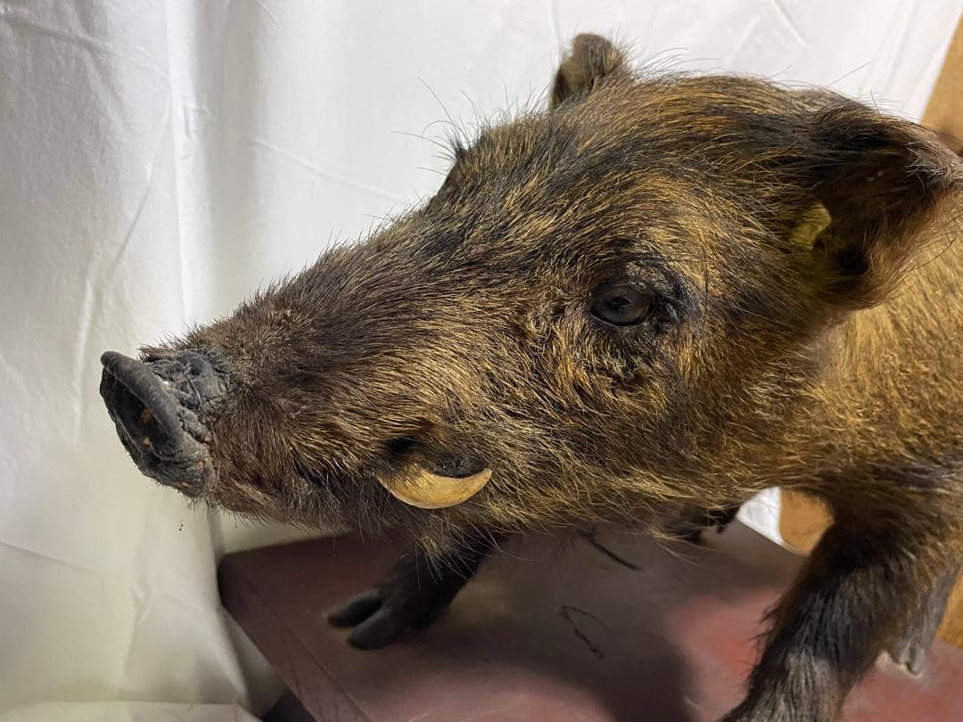 秀ちゃん　イノシシ　剥製