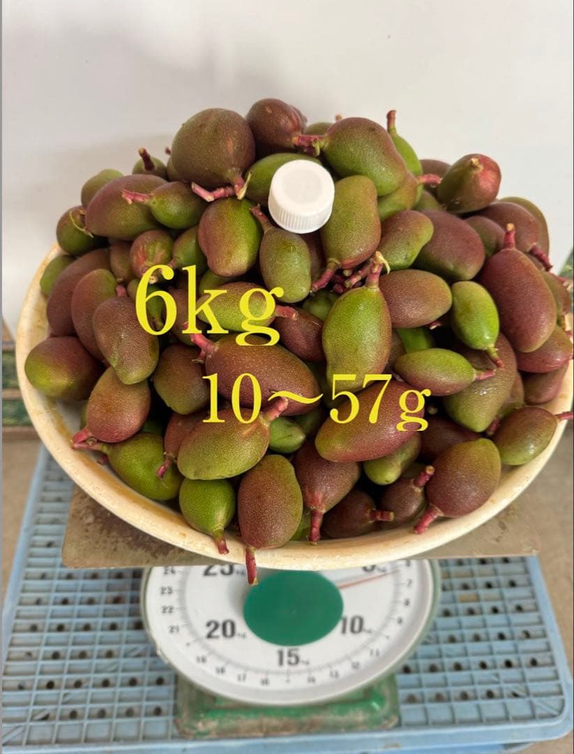 摘果マンゴー 6kg 10~57g