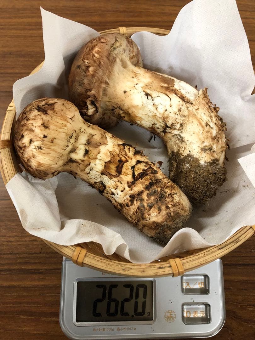 岩手県産　極上松茸（262g）②