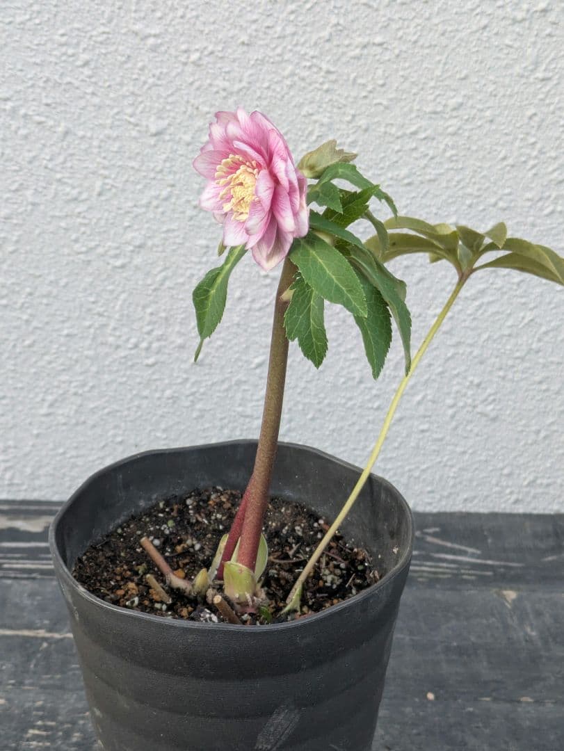 【広瀬園芸】クリスマスローズ　ソレイユ系ピンクグラデーション多弁花