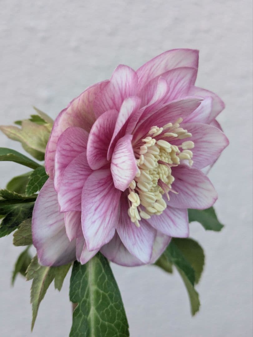 【広瀬園芸】クリスマスローズ　ソレイユ系ピンクグラデーション多弁花