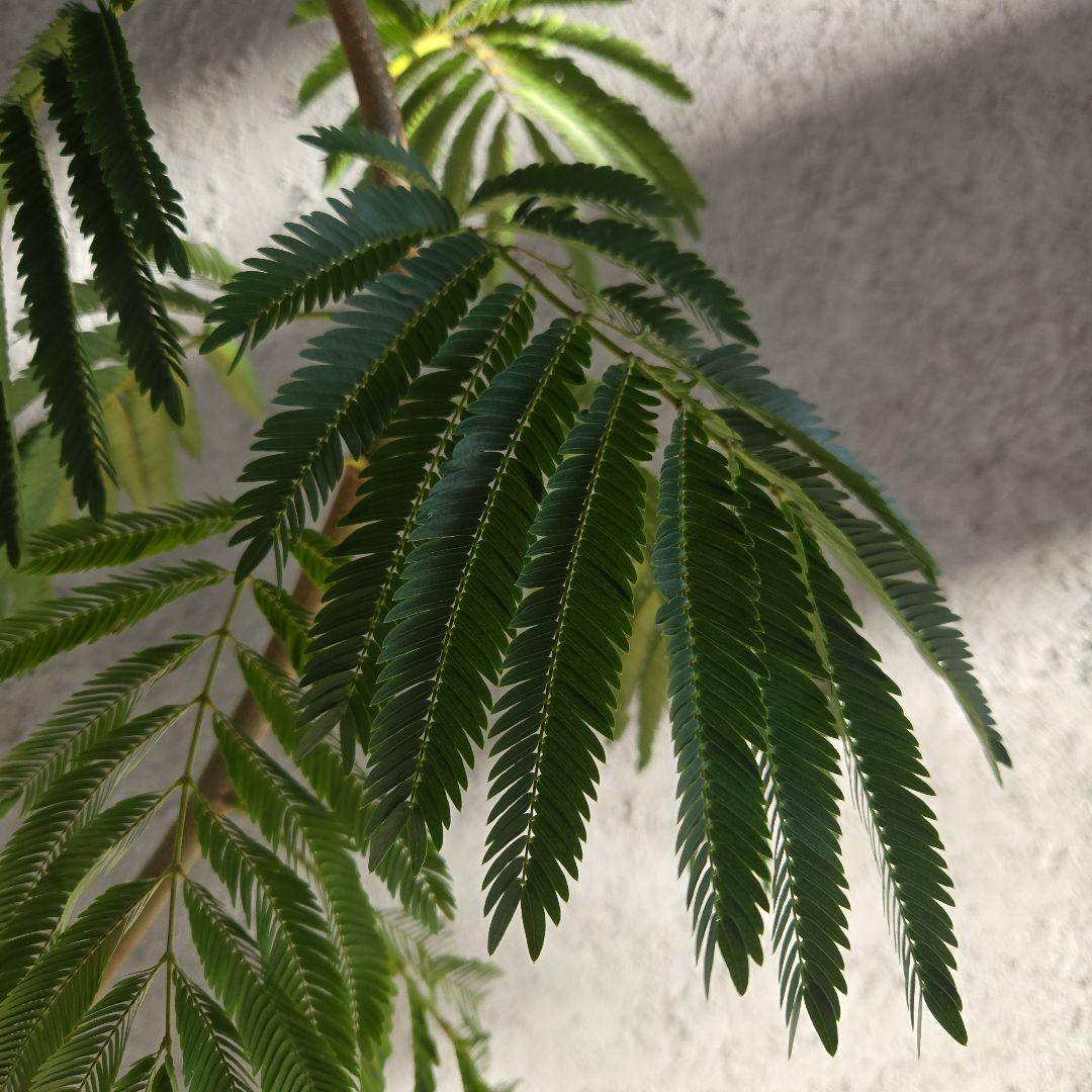 ⑳　エバーフレッシュ　曲がり仕立て8号　特大苗木最高等級‼️