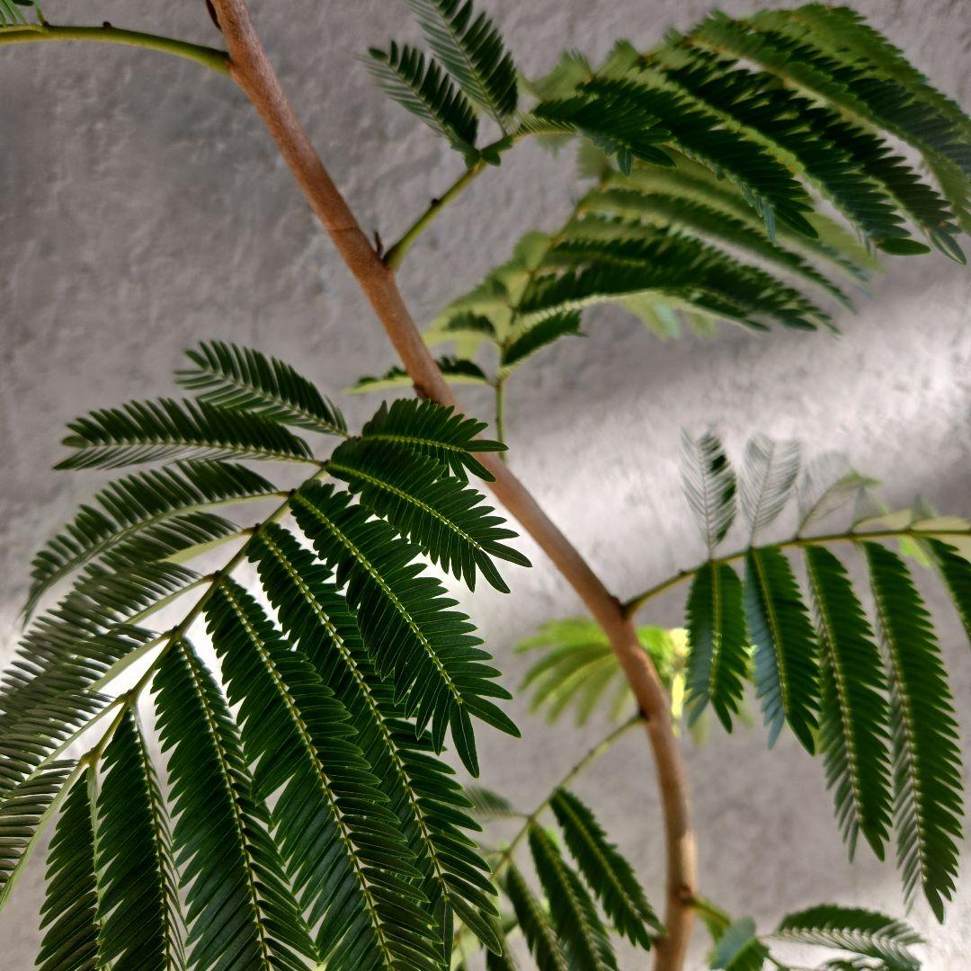 ⑳　エバーフレッシュ　曲がり仕立て8号　特大苗木最高等級‼️