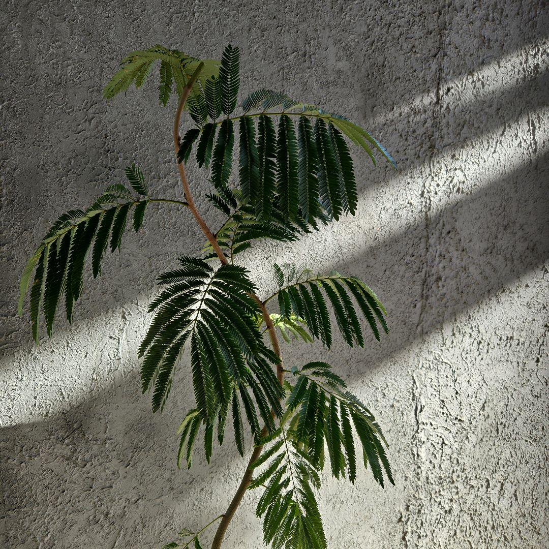 ⑳　エバーフレッシュ　曲がり仕立て8号　特大苗木最高等級‼️