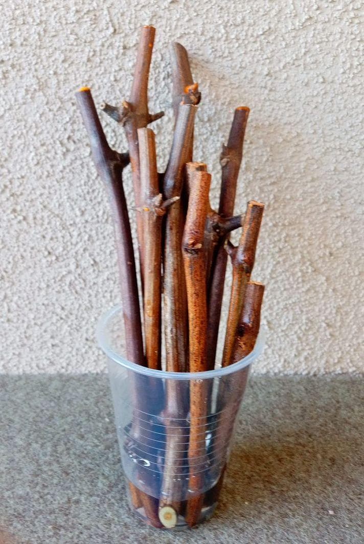 ぶどう台木剪定枝 テレキ 40本（その15）