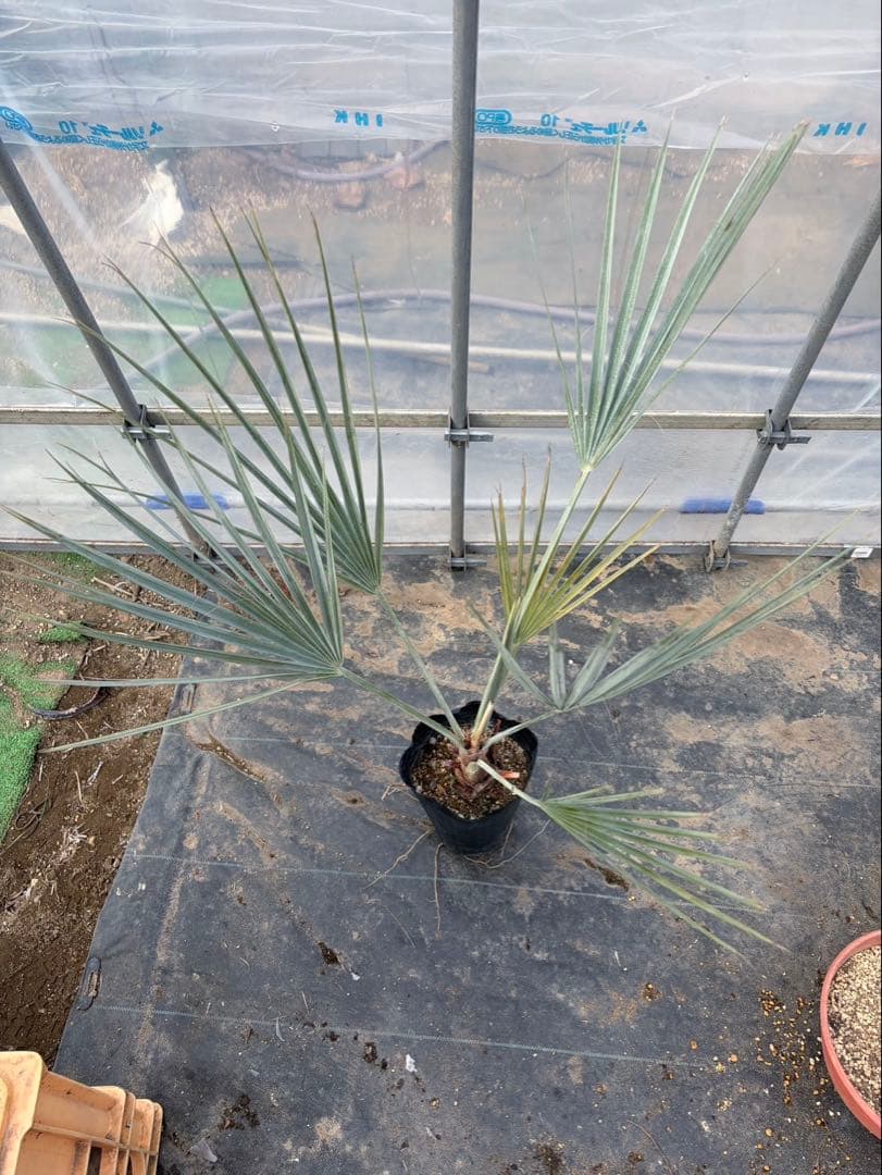 ブラヘア アルマータ 鉢底から1M良型 色白