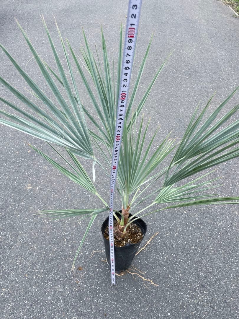 ブラヘア アルマータ 鉢底から1M良型 色白