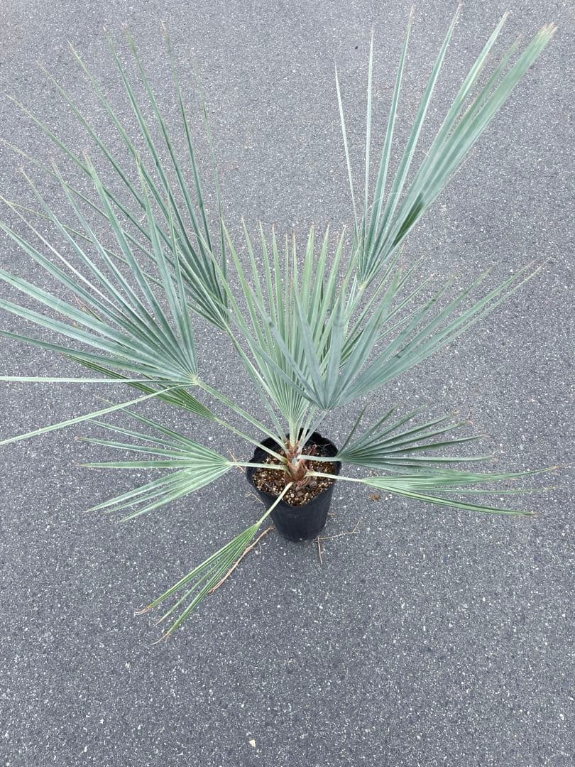 ブラヘア アルマータ 鉢底から1M良型 色白