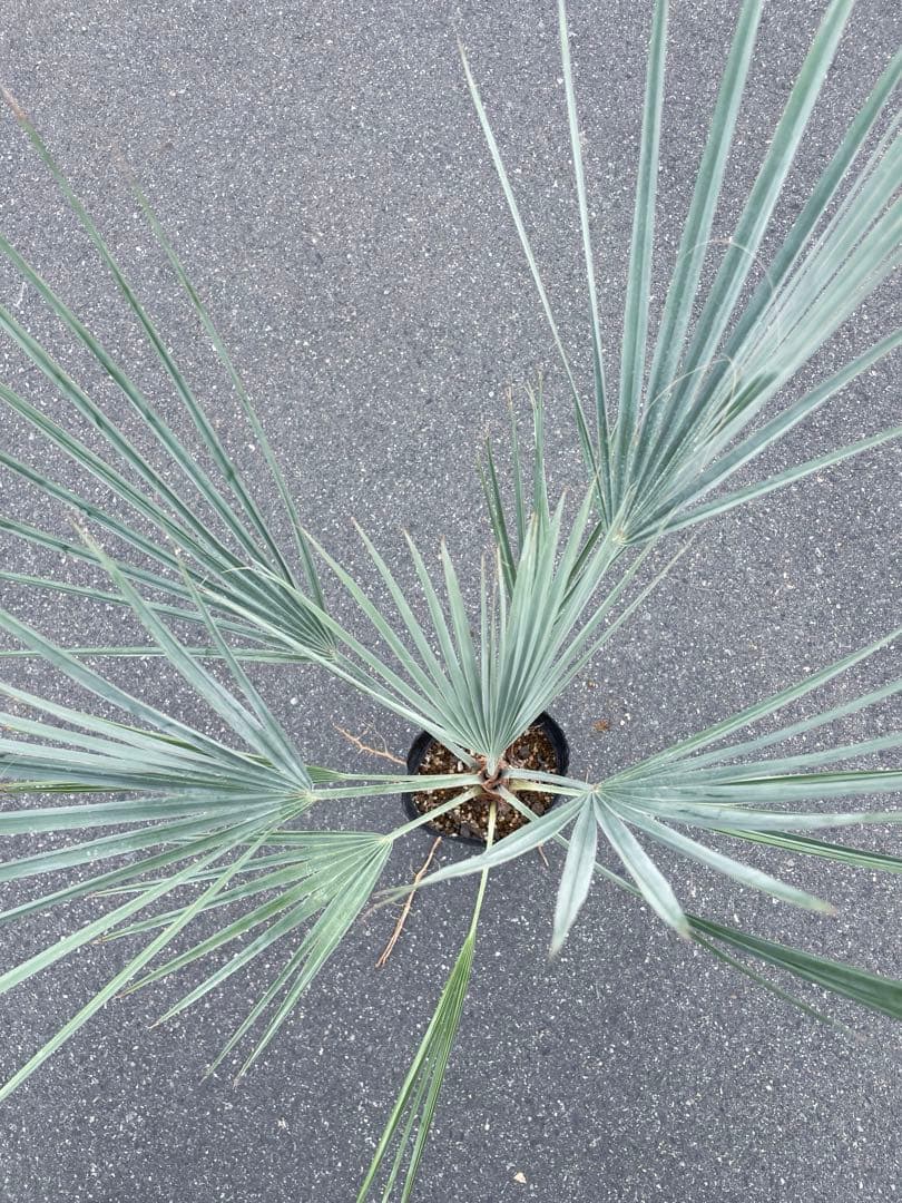 ブラヘア アルマータ 鉢底から1M良型 色白