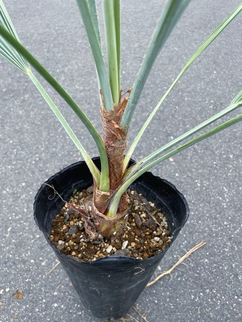 ブラヘア アルマータ 鉢底から1M良型 色白