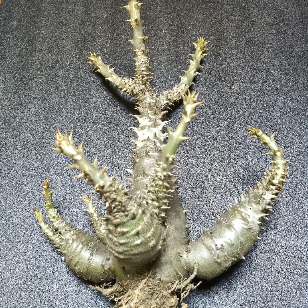 H*O様 パキポディウム ウィンゾリー 国内実生　サボテン 多肉植物 塊根 コー