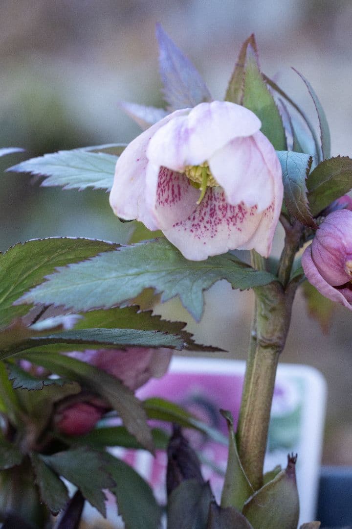 み*み様 クリスマスローズ チベタヌス交配6号開花株