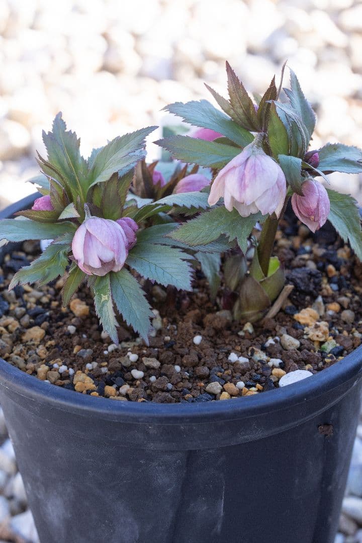 み*み様 クリスマスローズ チベタヌス交配6号開花株