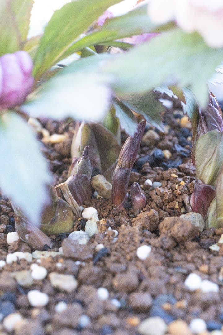 み*み様 クリスマスローズ チベタヌス交配6号開花株