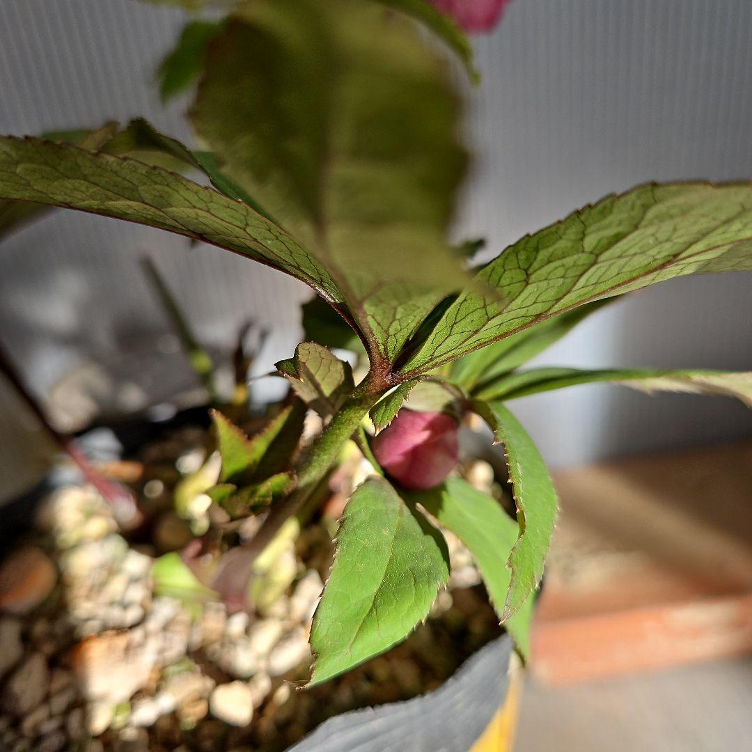 ㉖-404クリスマスローズ