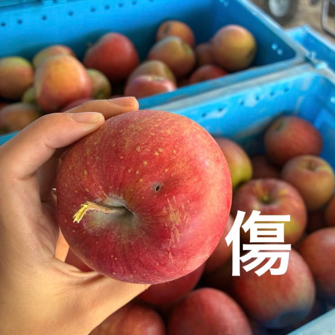 1番大特価‼️長野県産シナノスイート新鮮りんご♪家庭用新鮮採れたて！安くて甘い