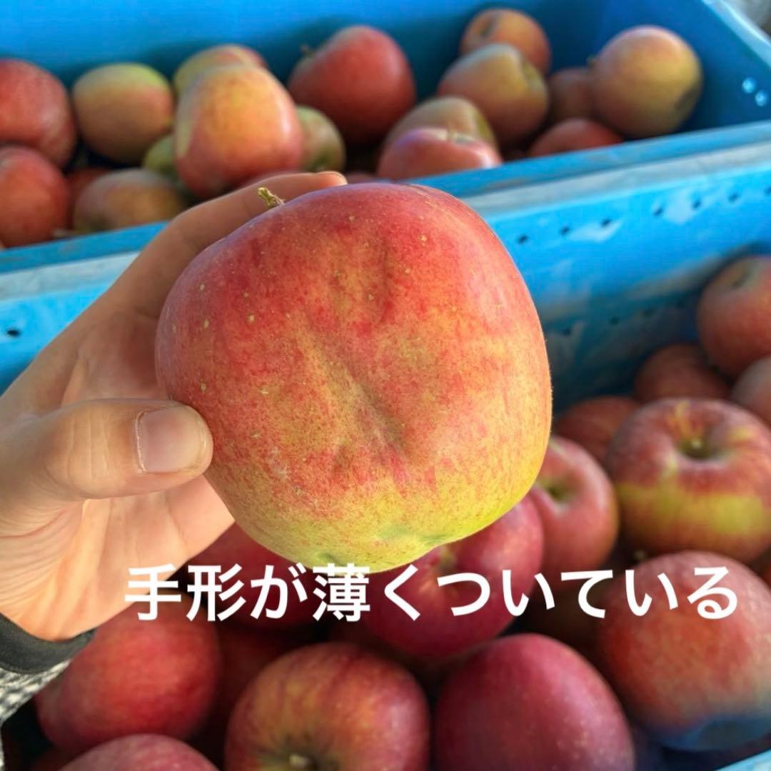 1番大特価‼️長野県産シナノスイート新鮮りんご♪家庭用新鮮採れたて！安くて甘い