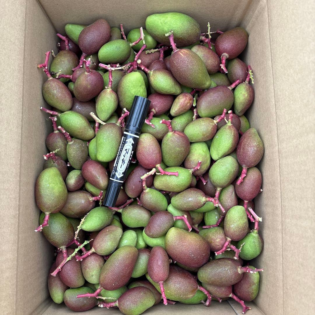 摘果マンゴー2/6❷