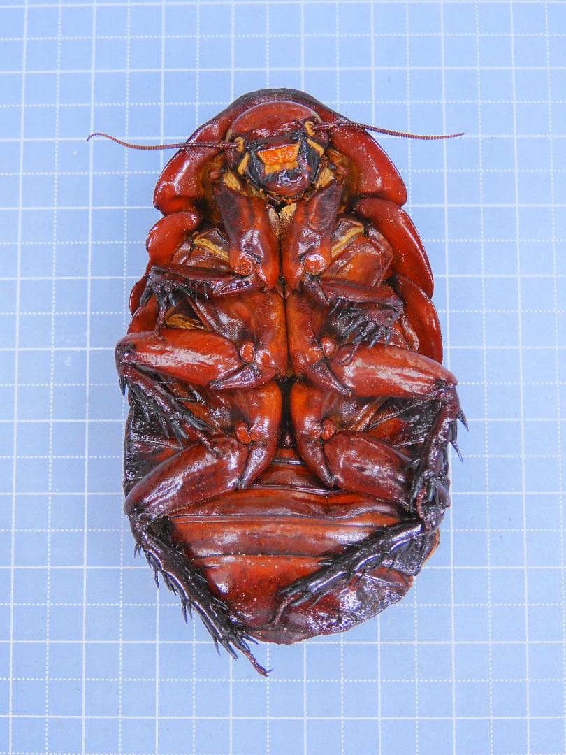 標本 Australia Macropanesthia rhinoceros 69mm